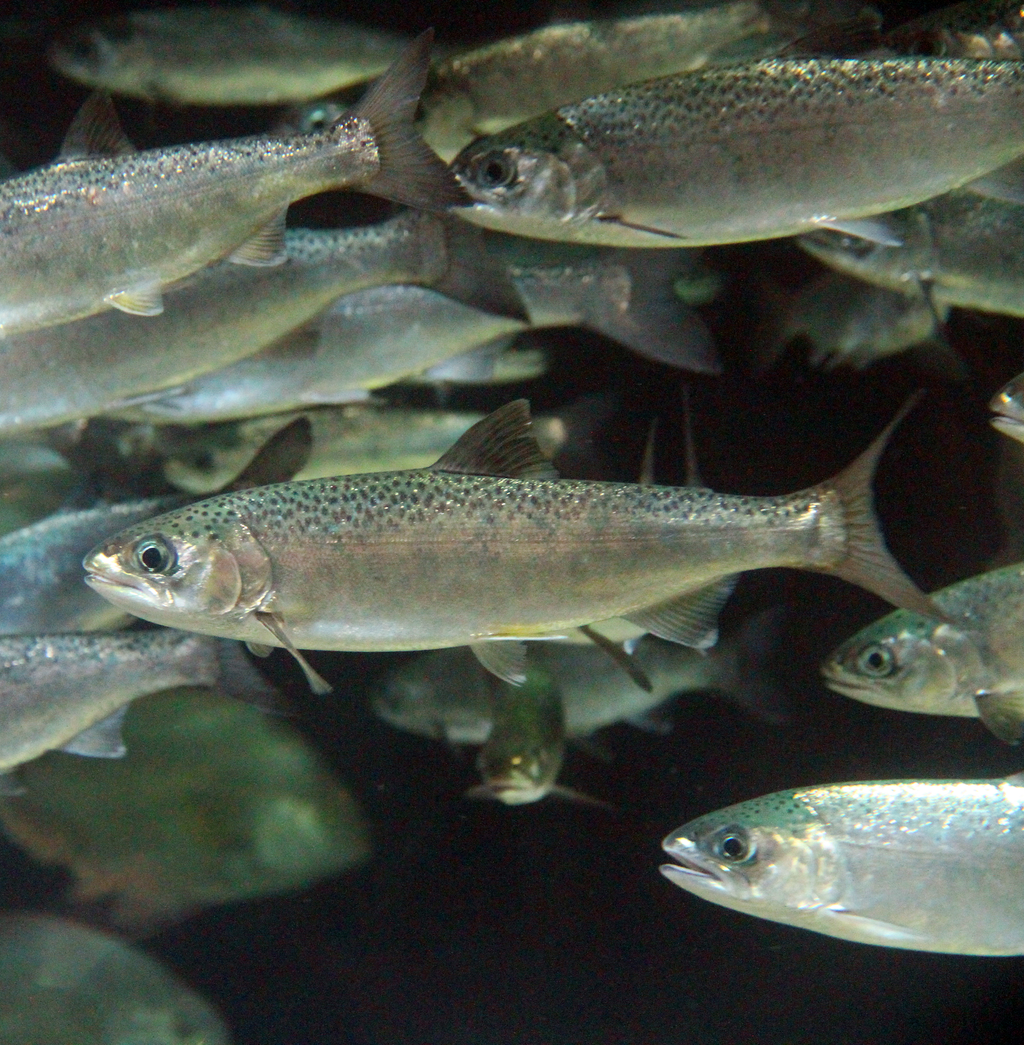 Arctic charr (Salvelinus alpinus) (freshwater) - for pump