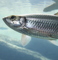 Atlantic herring (Clupea harengus) (marine water)