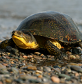 Blanding's turtle (Emydoidea blandingii) (freshwater) - for pump