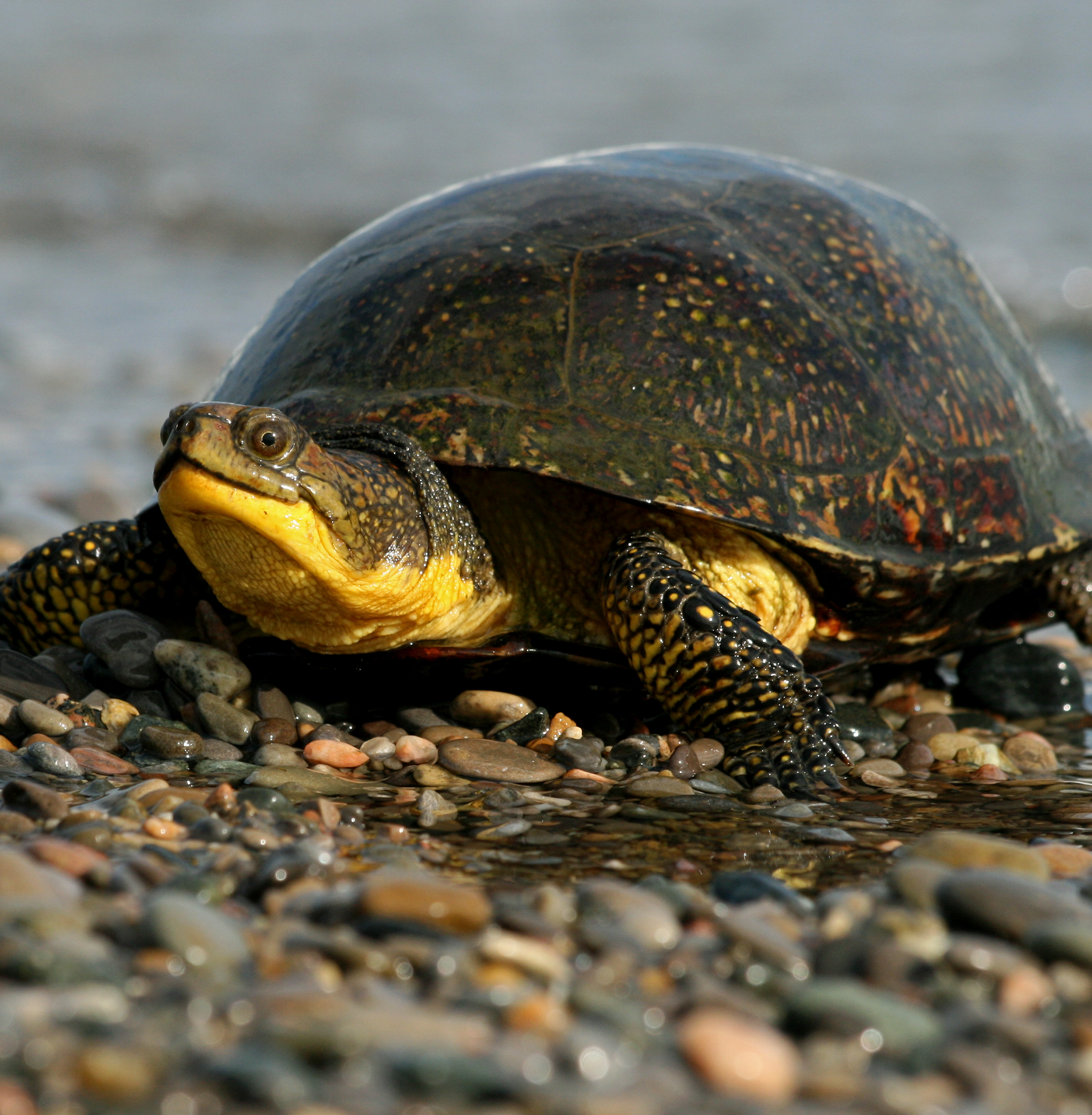 Fish + Blanding's turtle (freshwater)