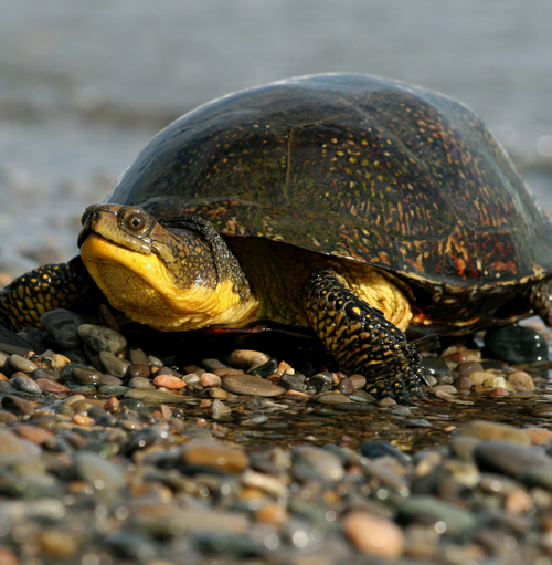Fish + Blanding's turtle (freshwater)
