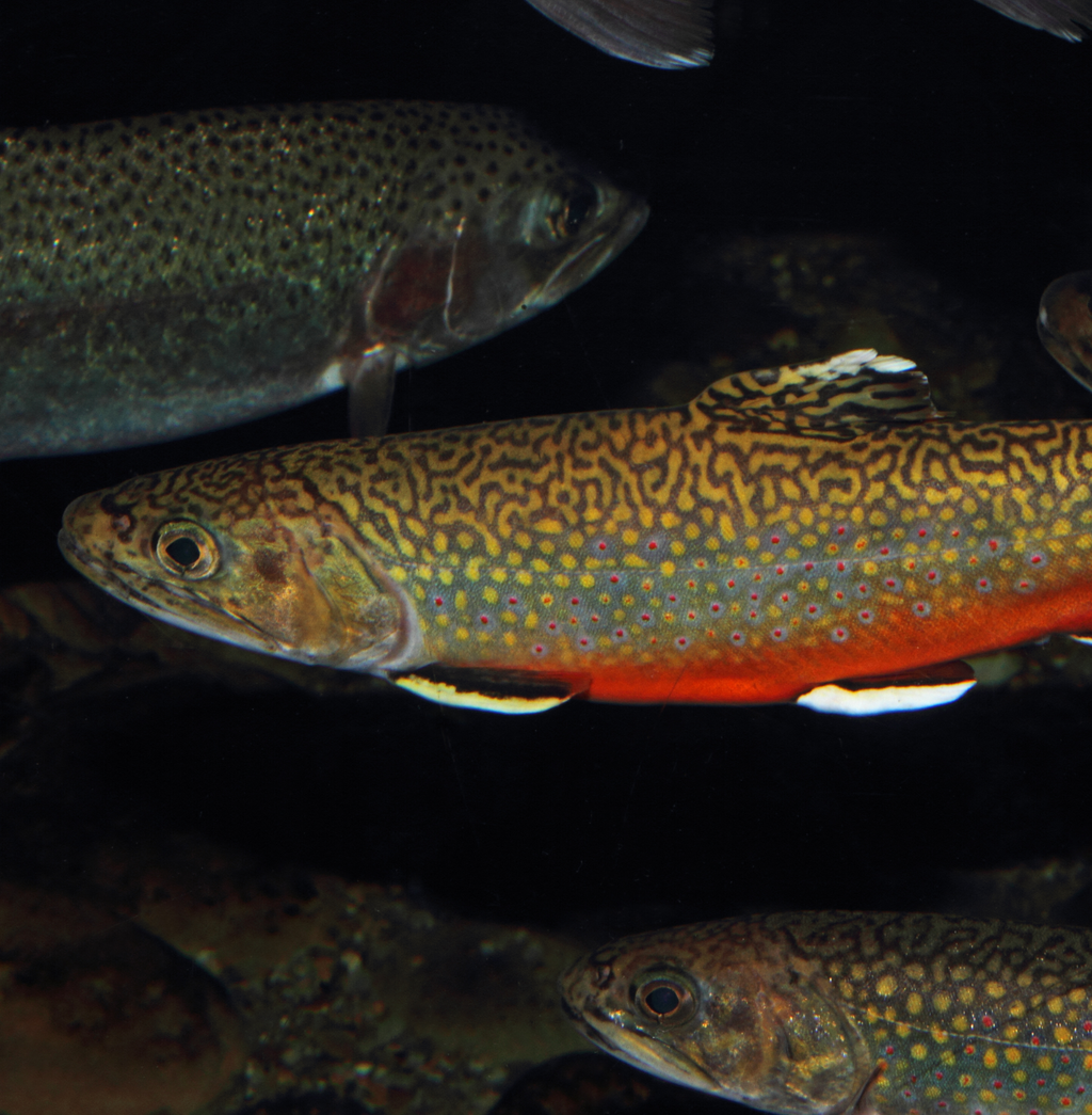 Brook trout (Salvelinus fontinalis) (freshwater) - for pump