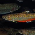 Brook trout (Salvelinus fontinalis) (freshwater) - for pump