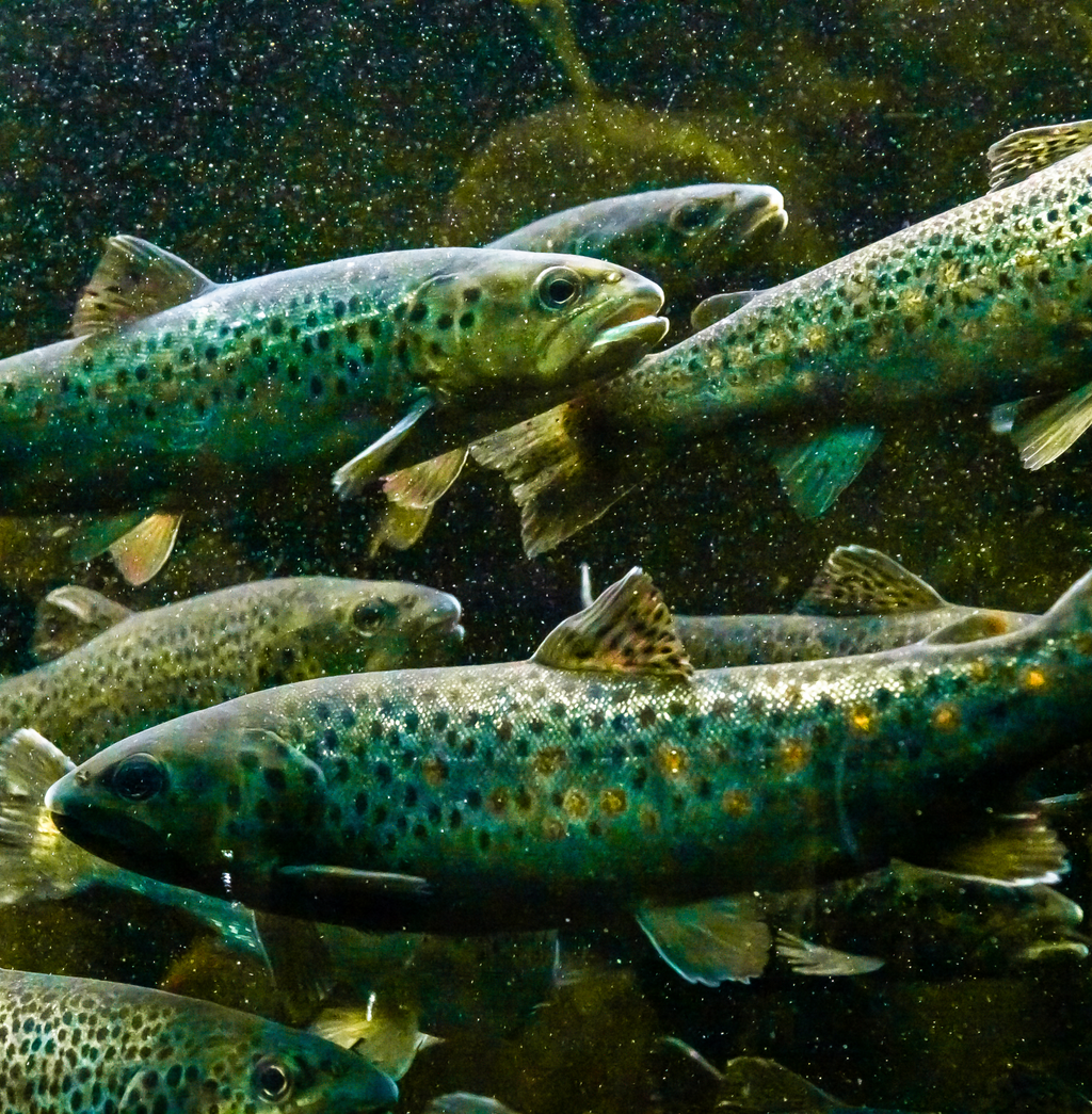 Brown trout (Salmo trutta) (freshwater)