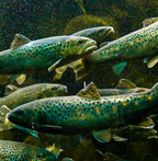 Brown trout (Salmo trutta) (freshwater)