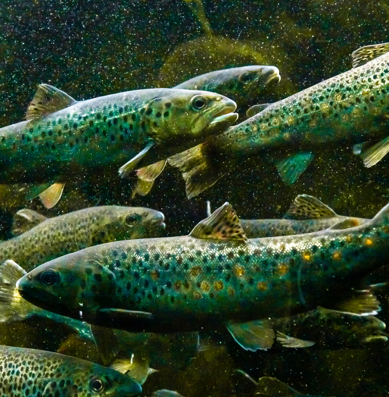 Brown trout (Salmo trutta) (freshwater) - for pump