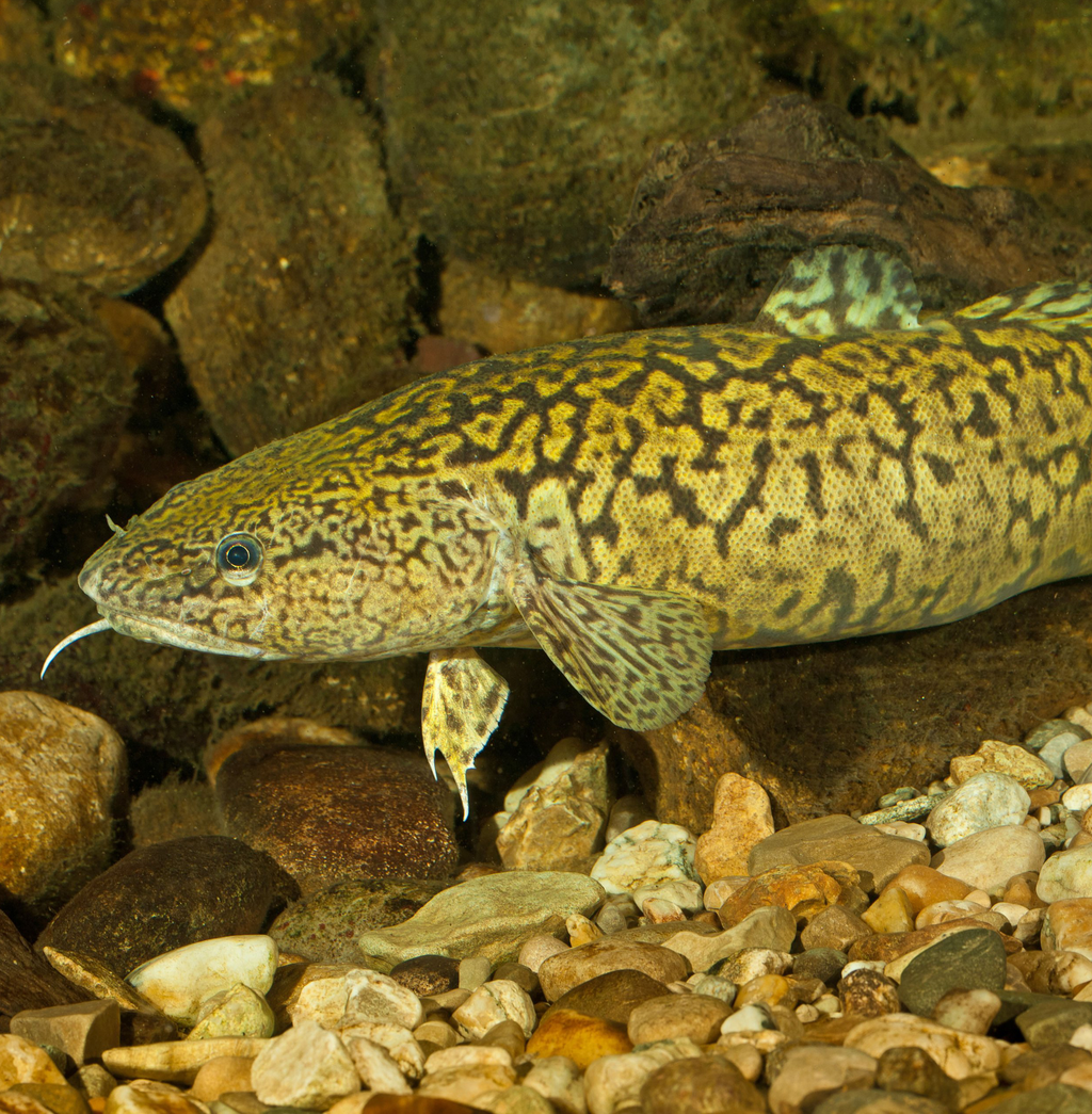 Burbot (Lota lota) (freshwater) - for pump