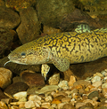 Burbot (Lota lota) (freshwater) - for pump