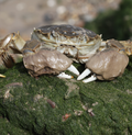 Chinese mitten crab (Eriocheir sinensis) (freshwater) - for pump