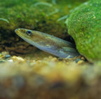 Fish + European eel (freshwater)