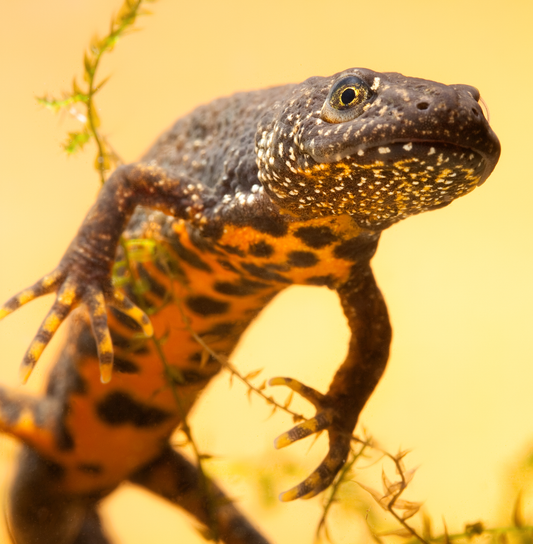 Great crested newt (Triturus cristatus) (not for UK licensing) (freshwater)