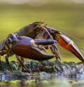 Signal crayfish (Pacifastacus leniusculus) (freshwater) - for pump