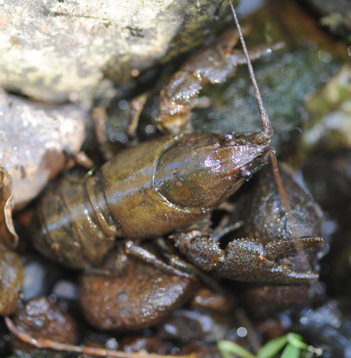 Signal crayfish + White-clawed crayfish + Crayfish plague (freshwater)