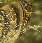 Zebra mussel (Dreissena polymorpha) (freshwater)