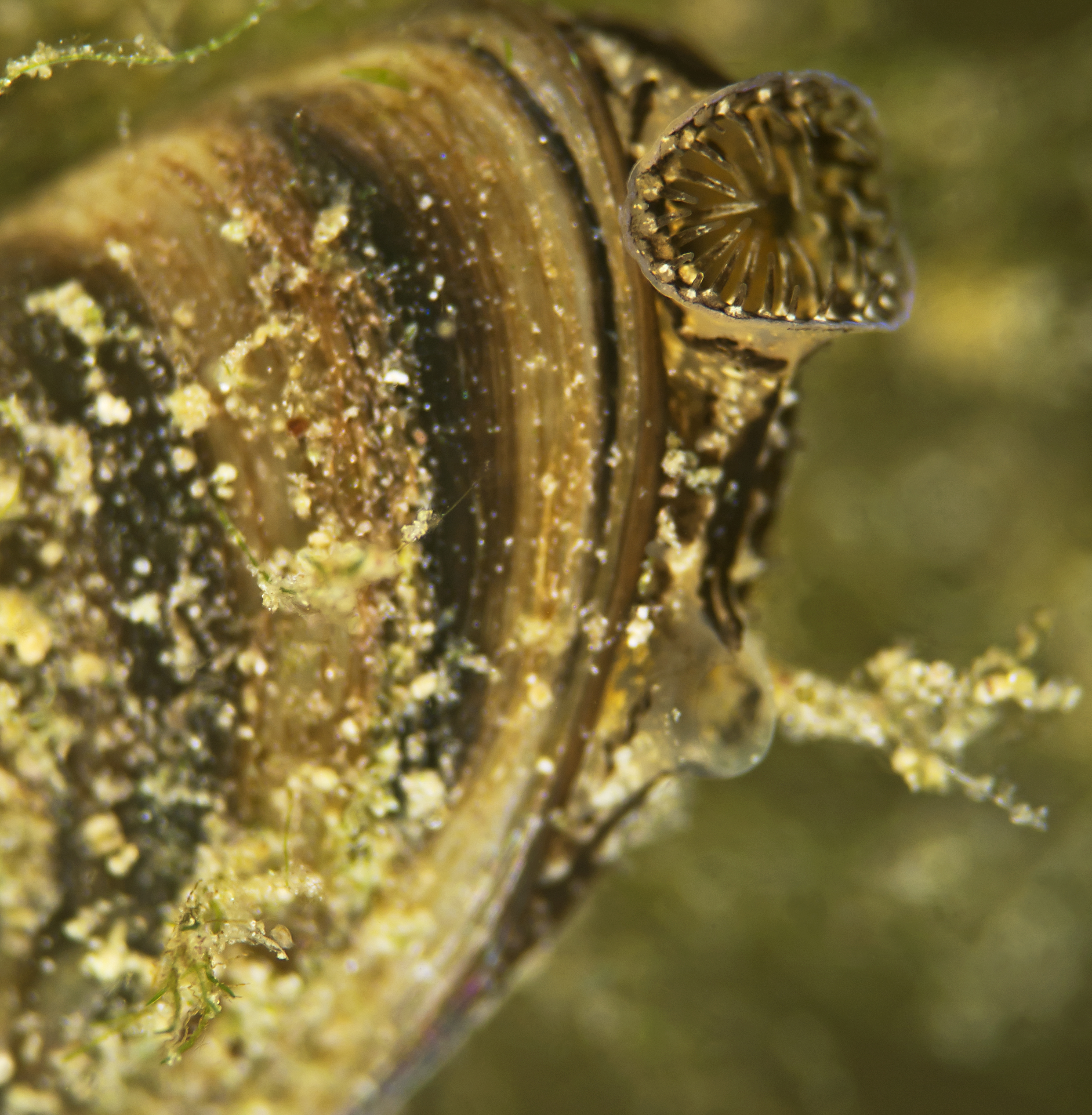 Zebra mussel (Dreissena polymorpha) (freshwater)
