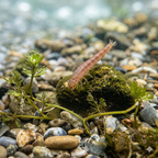 Vertebrates + Insects (freshwater)