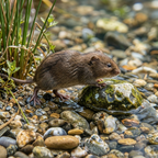Fish + Mammals (freshwater)
