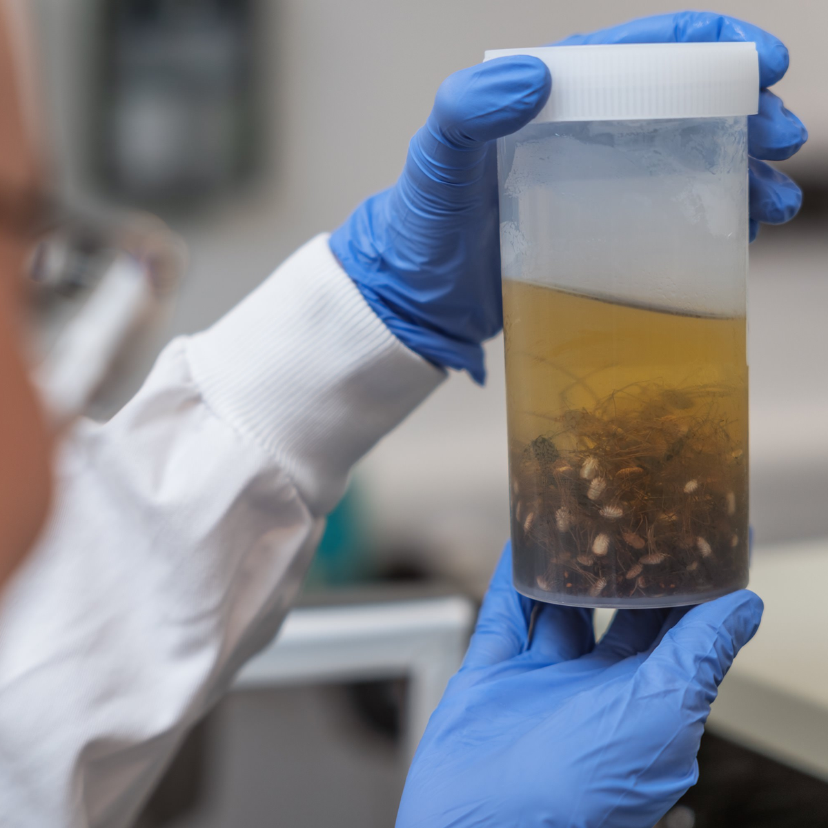 Invertebrates - from tissue samples (terrestrial)
