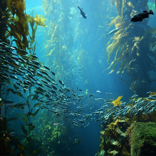 Fish (marine & estuarine waters) - DOT-NM