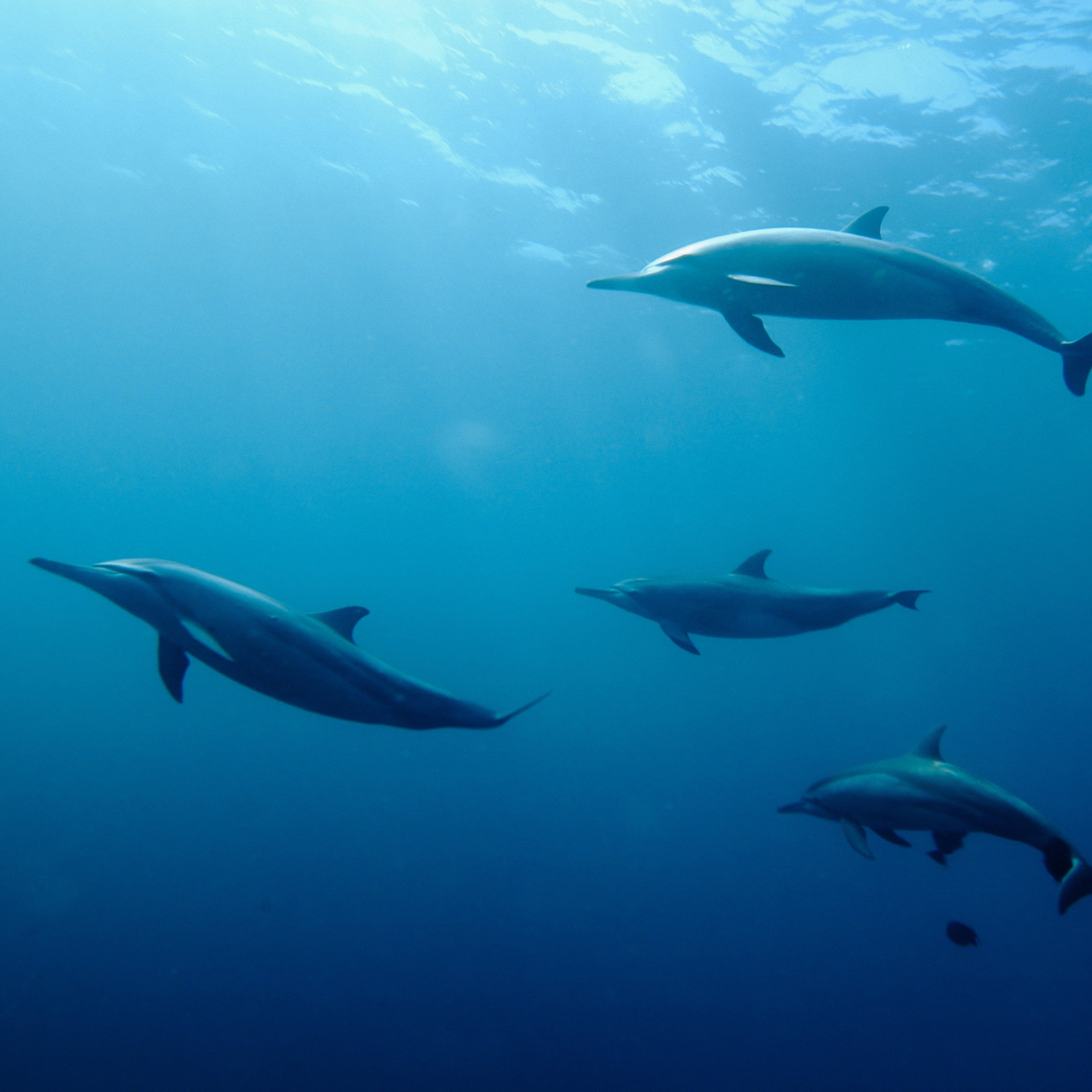 Fish + Vertebrates + Mammals + Invertebrates + Eukaryotes (marine water) - for pump