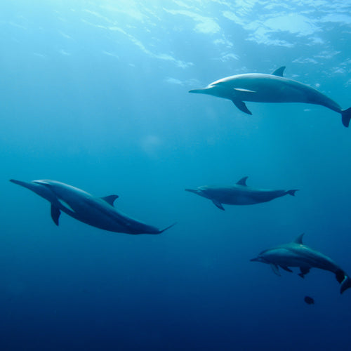 Vertebrates + Mammals (marine water)