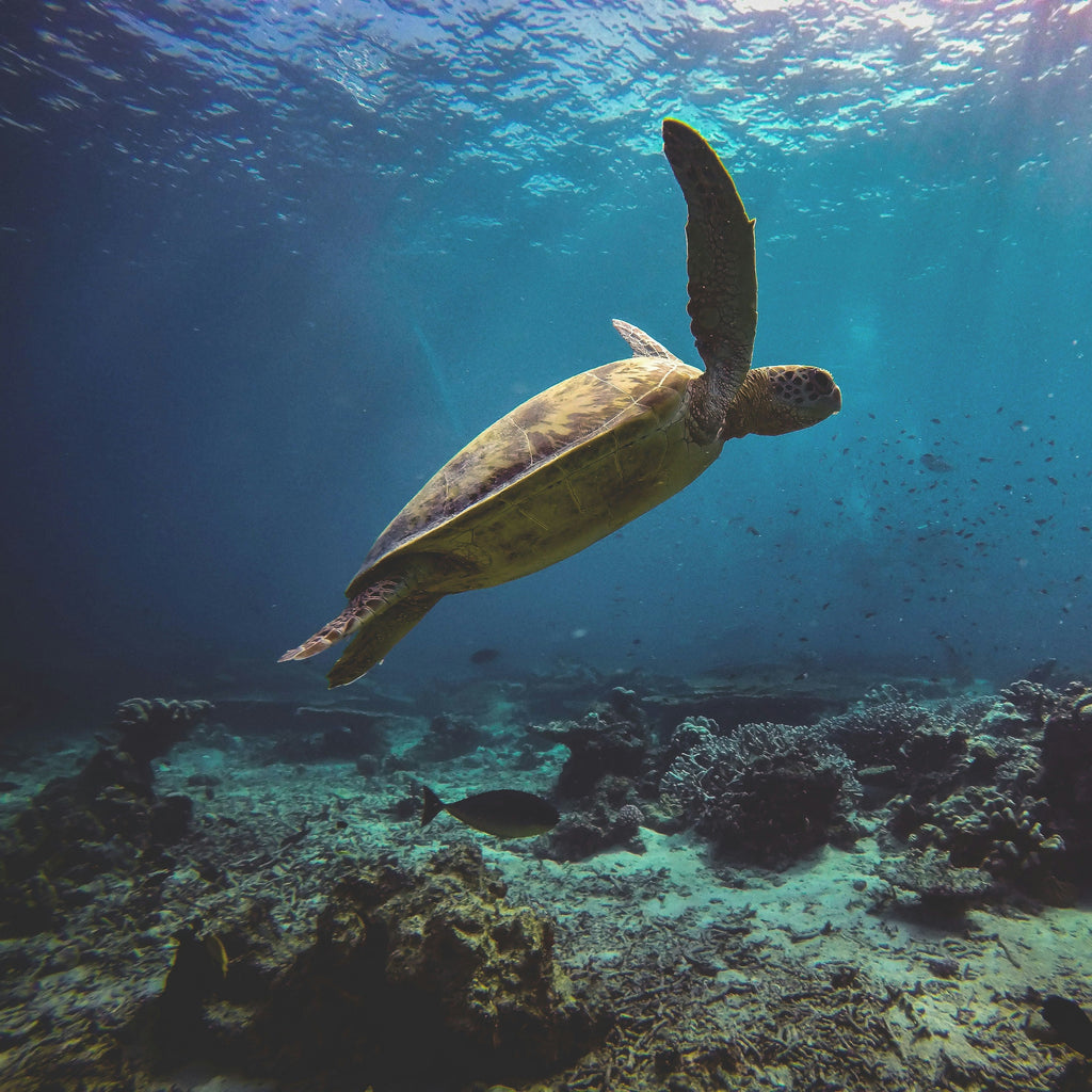 Vertebrates + Invertebrates + Eukaryotes (marine water) - for pump