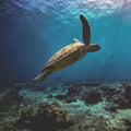 Vertebrates + Invertebrates + Eukaryotes (marine water) - for pump